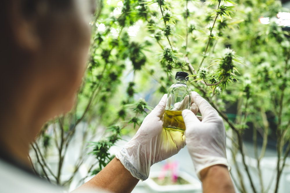 Bonbons CBD : un examen des implications légales de la production